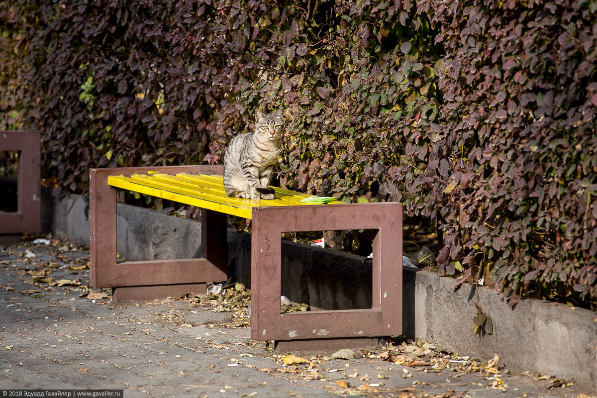 Бездомная кошка в Ереване