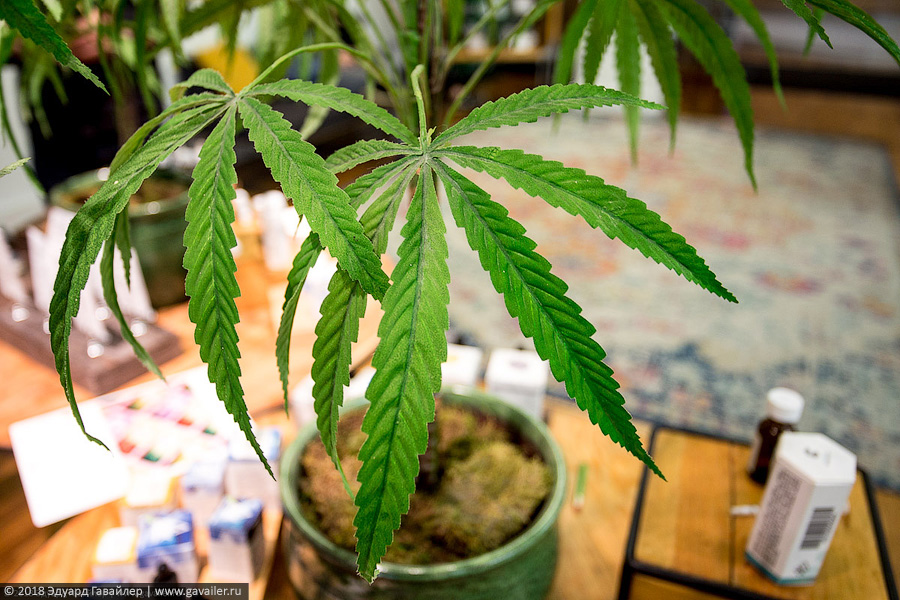 Как и где можно купить марихуану как вырастить дома семена марихуаны